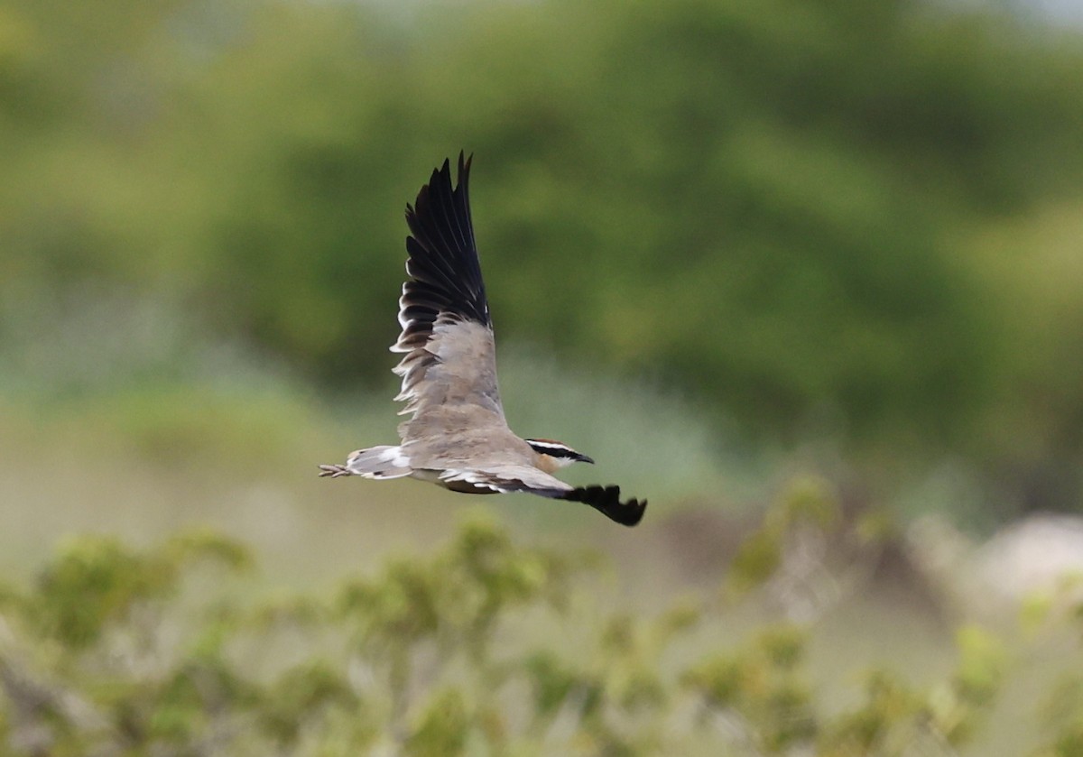 Indian Courser - ML640901569