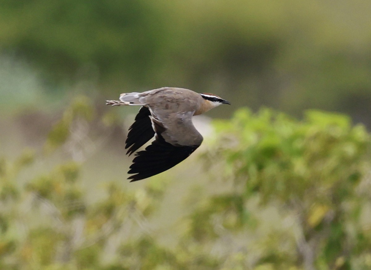 Indian Courser - ML640901570