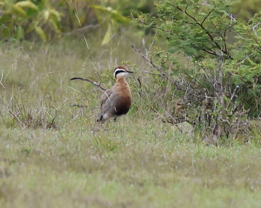 Indian Courser - ML640901571