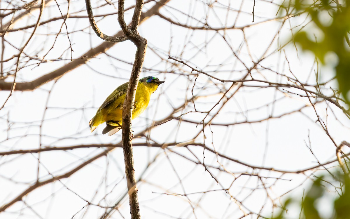 Schlegel's Asity - ML640901598