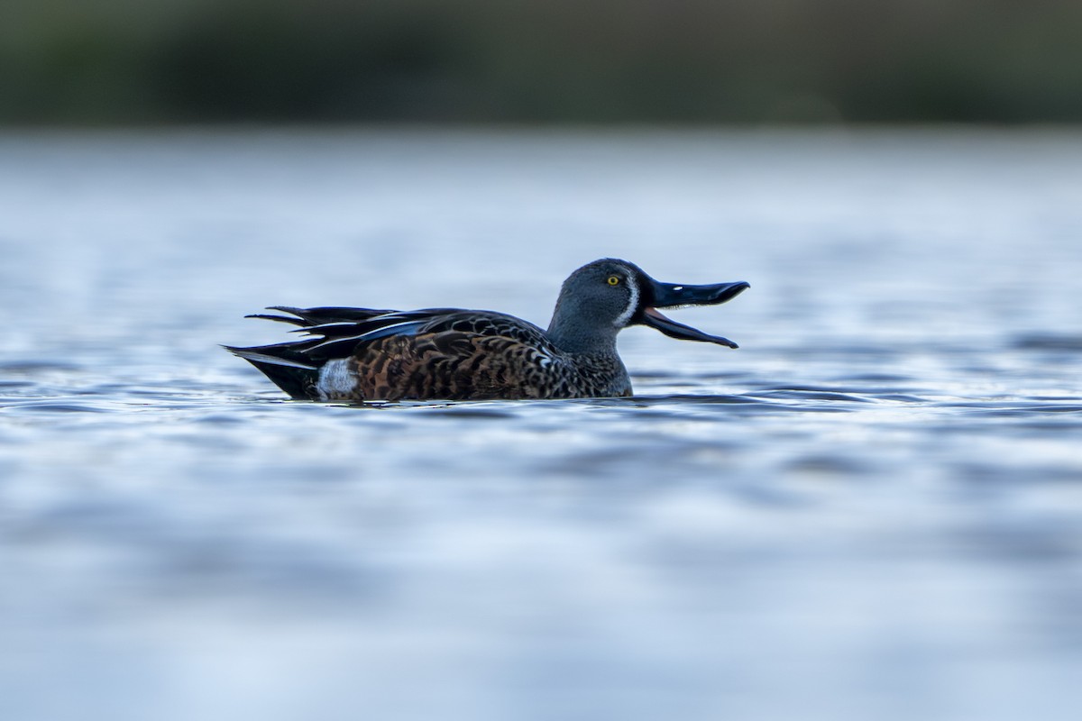 Australasian Shoveler - ML640901637