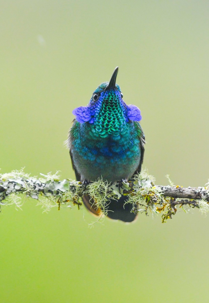 Colibri thalassin - ML640901741