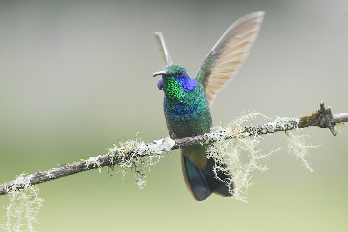 Colibri thalassin - ML640901742