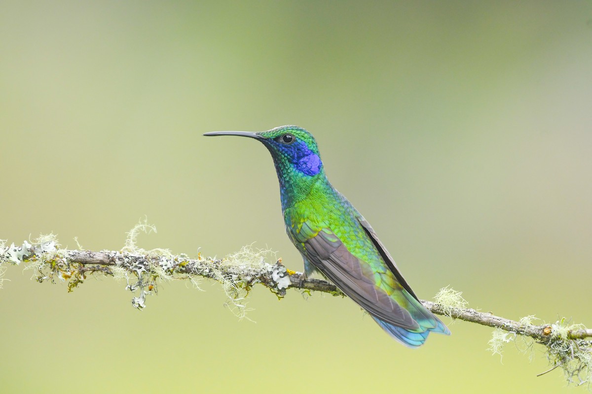 Colibri thalassin - ML640901743