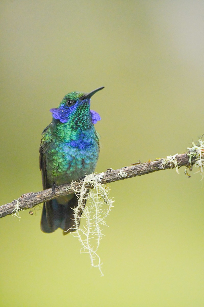 Colibri thalassin - ML640901745