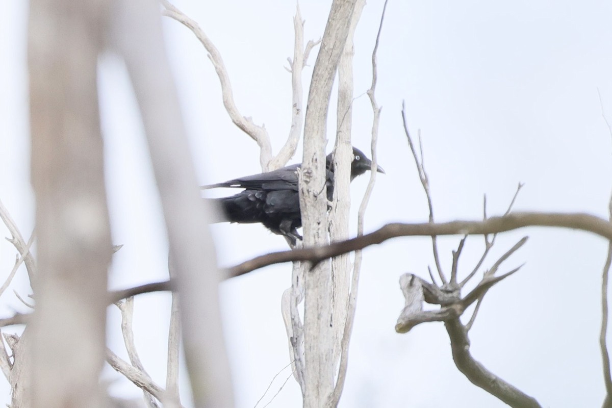 Little Raven - ML640901856