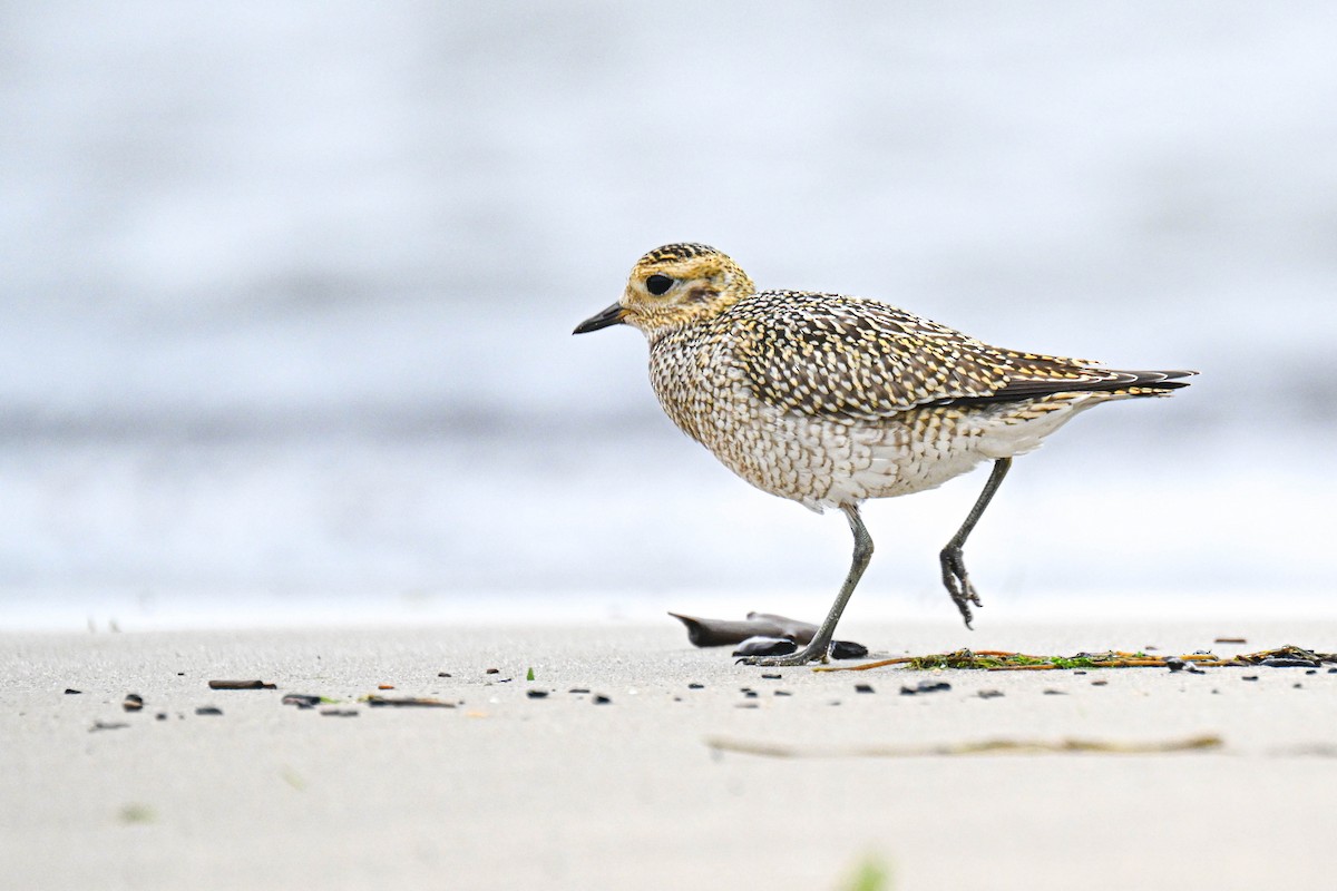 European Golden-Plover - ML640901870