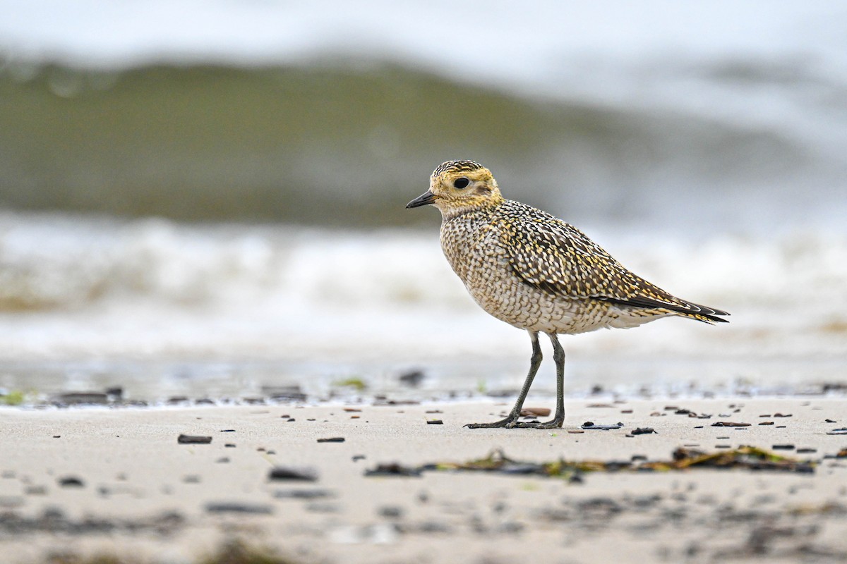 European Golden-Plover - ML640901871