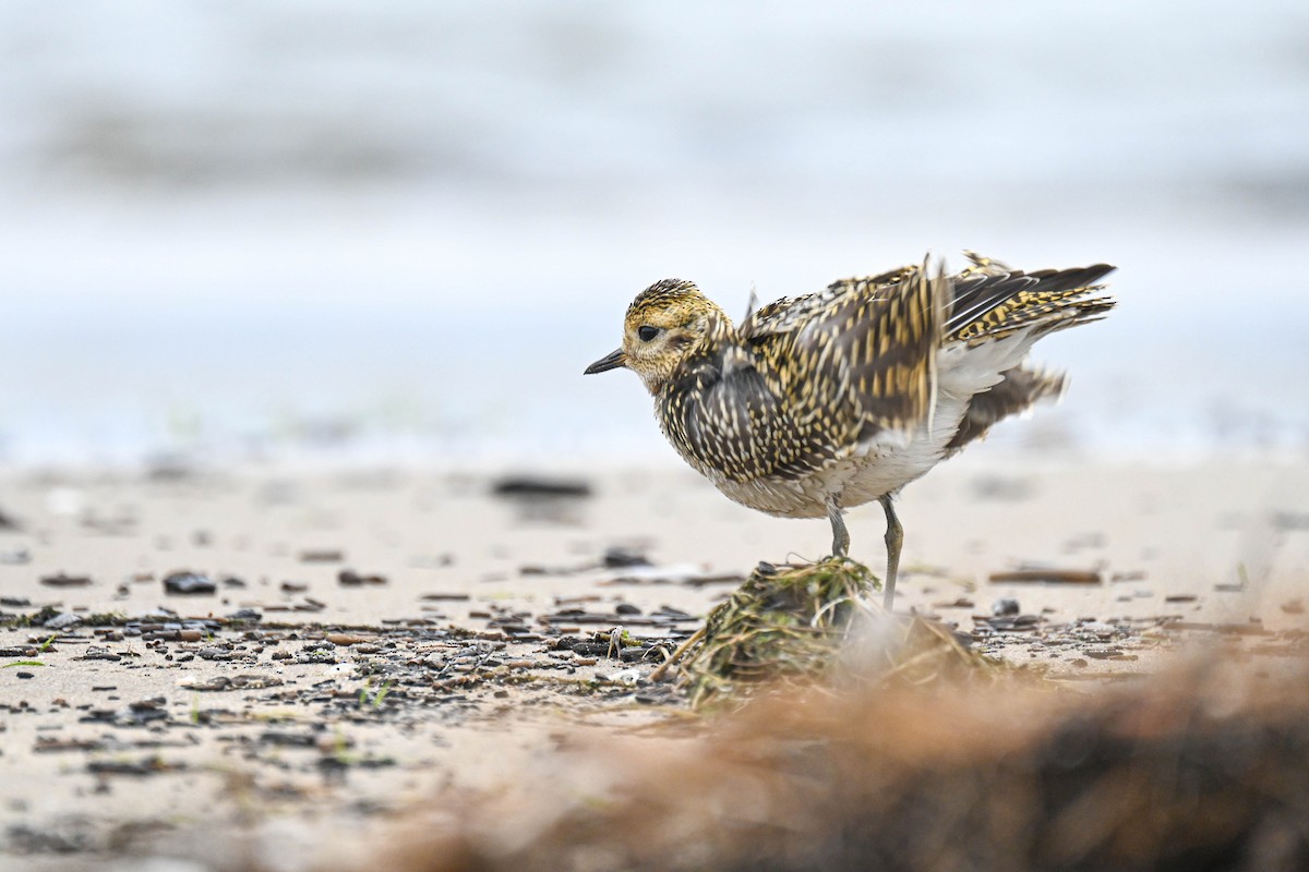 European Golden-Plover - ML640901872