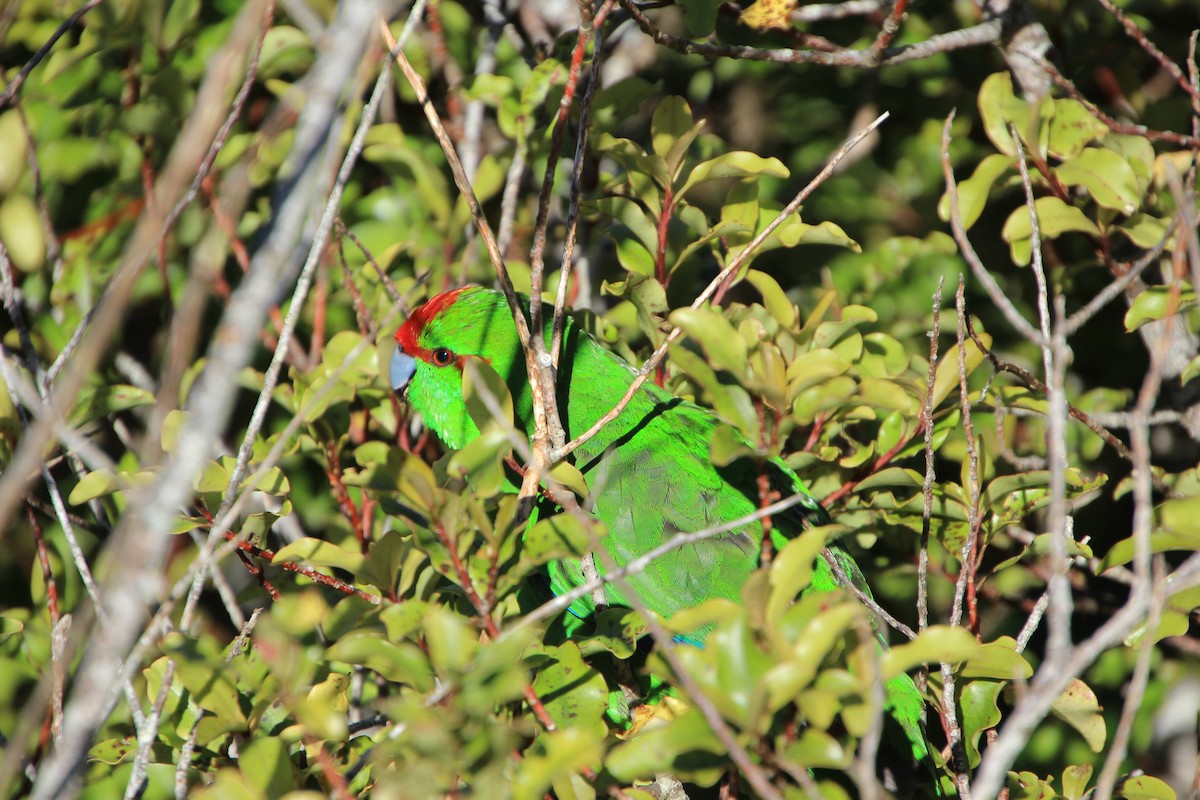 Red-crowned Parakeet - ML640901875