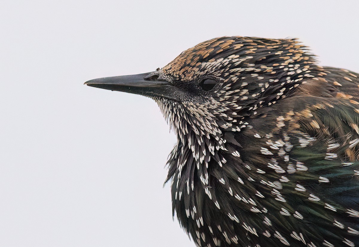 Étourneau sansonnet - ML640901876