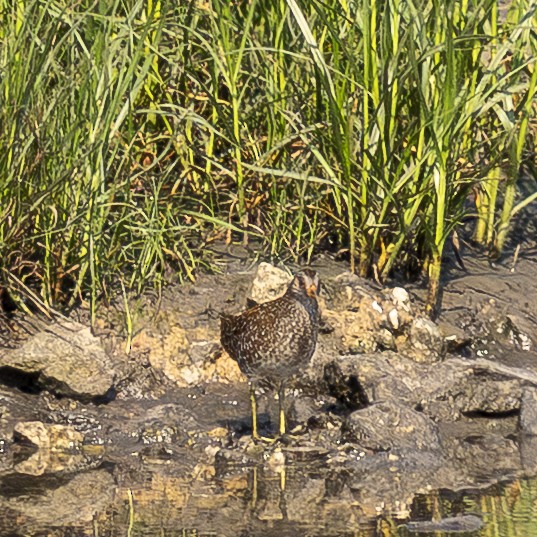 Spotted Crake - ML640901883