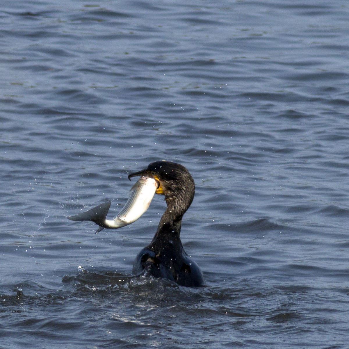 Great Cormorant - ML640901888