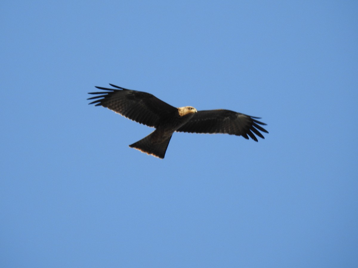 Black Kite - ML640901915