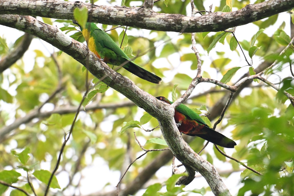 ML640901945 - Red Shining-Parrot - Macaulay Library