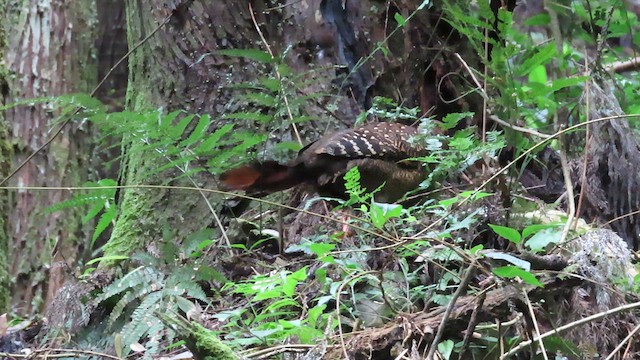 Swinhoe's Pheasant - ML640901982