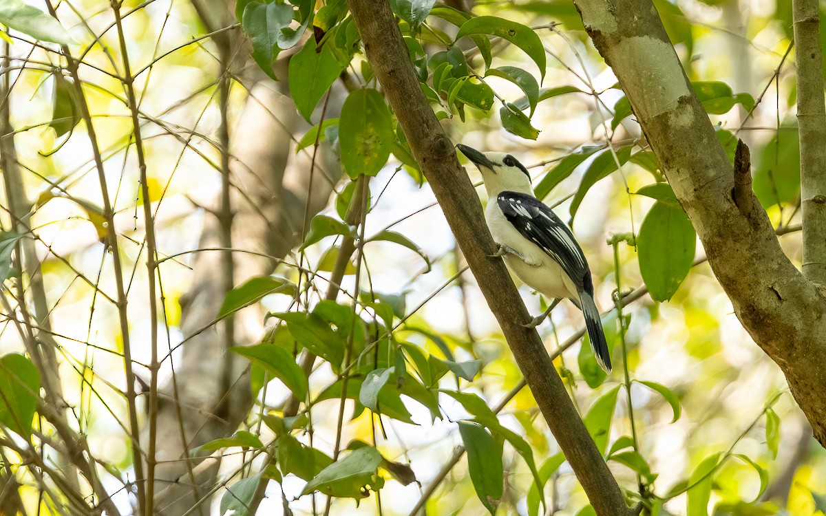 Hook-billed Vanga (Hook-billed) - ML640901985