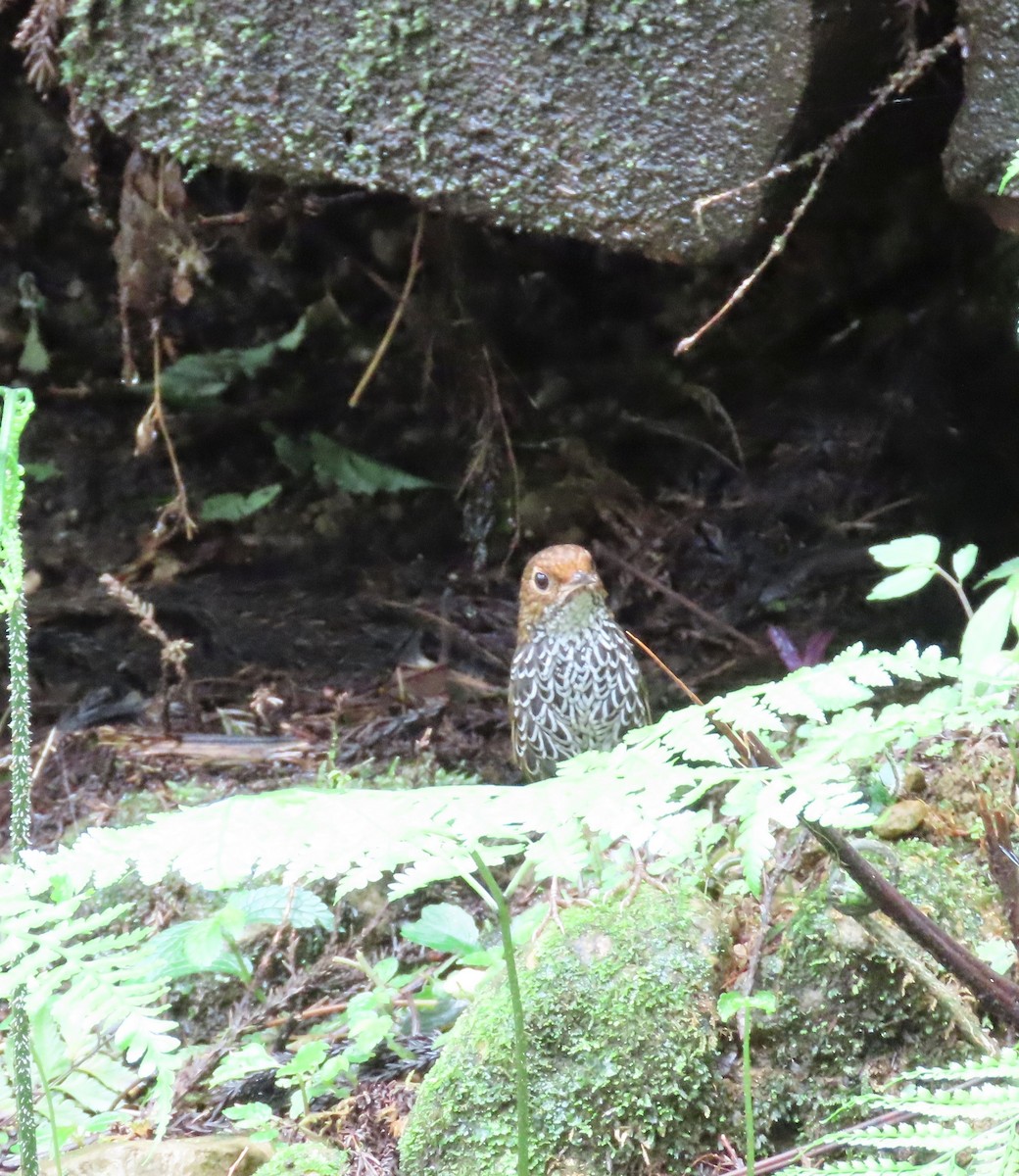 Taiwan Cupwing - ML640901996