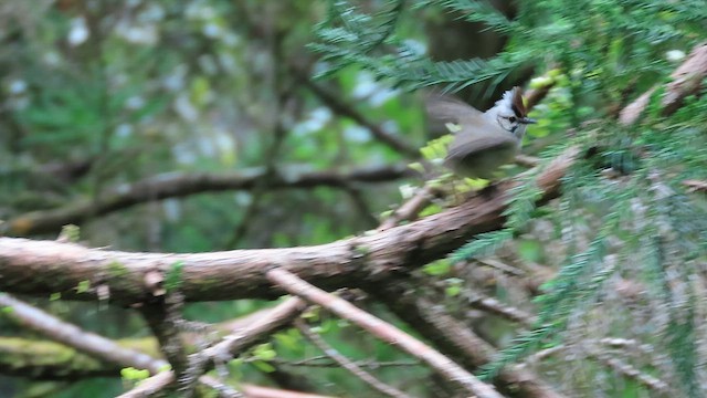 Taiwan Yuhina - ML640902007