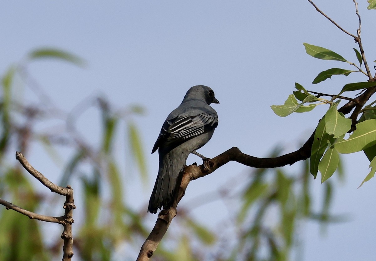 Sahul Cicadabird - ML640902104