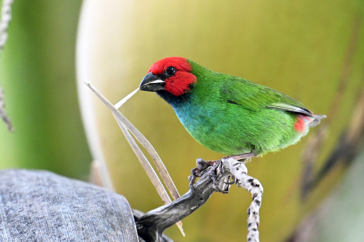 Fiji Parrotfinch - ML640902135