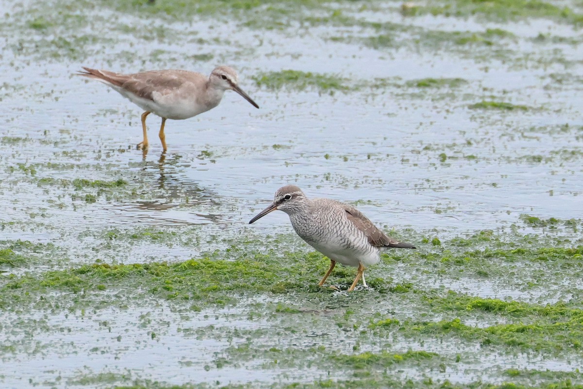 Kuliska siberiarra - ML640902145