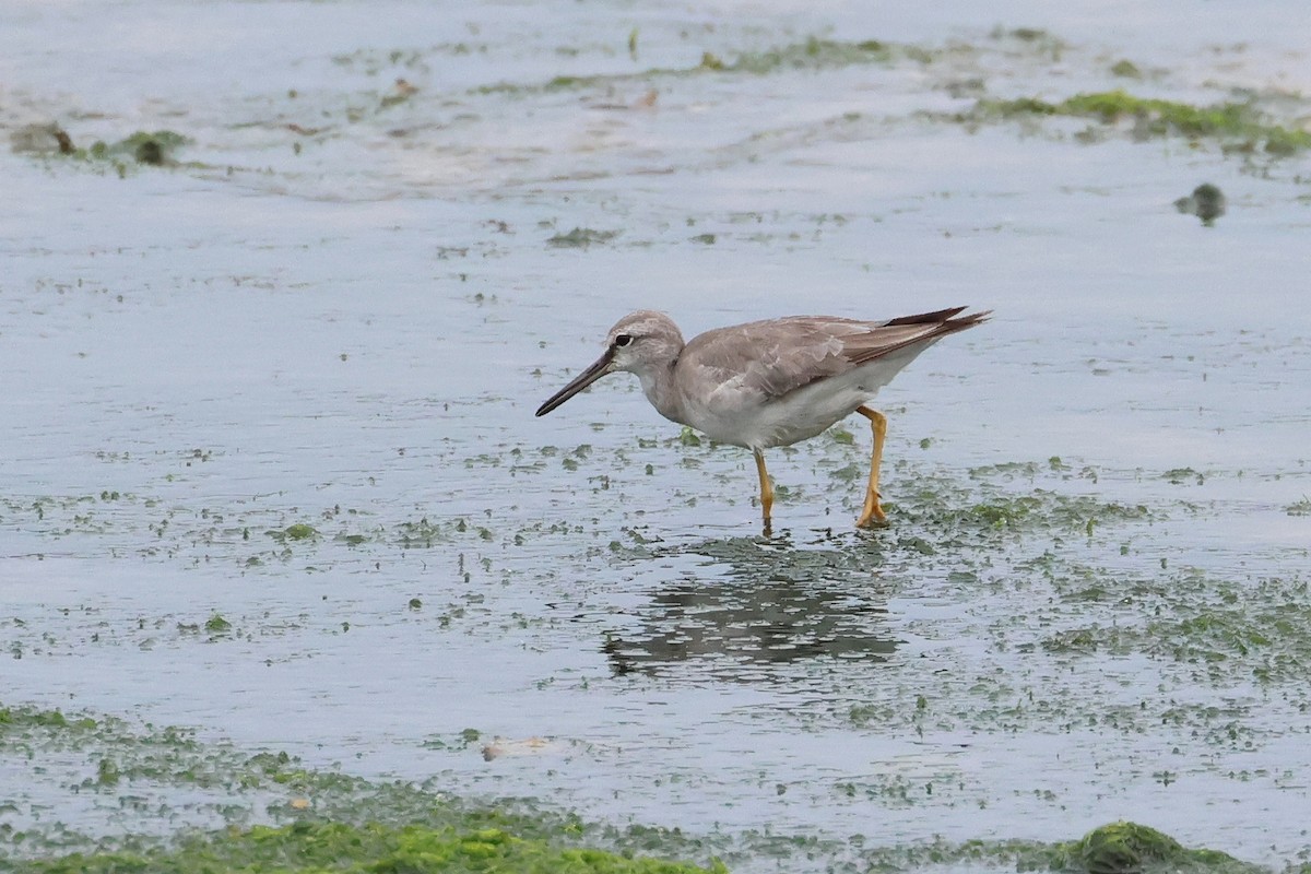 Kuliska siberiarra - ML640902146