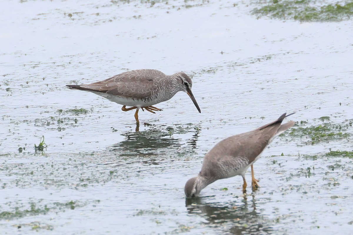 Kuliska siberiarra - ML640902150