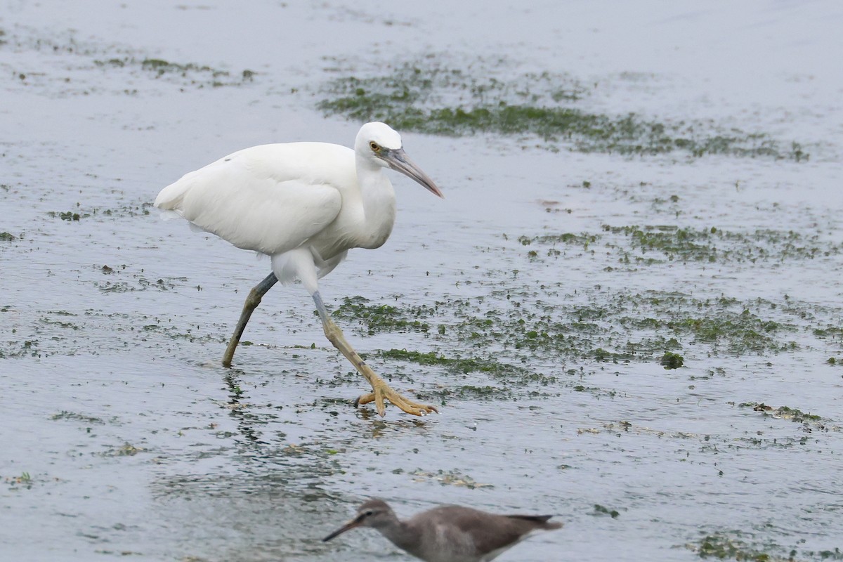 Pacific Reef-Heron - ML640902153