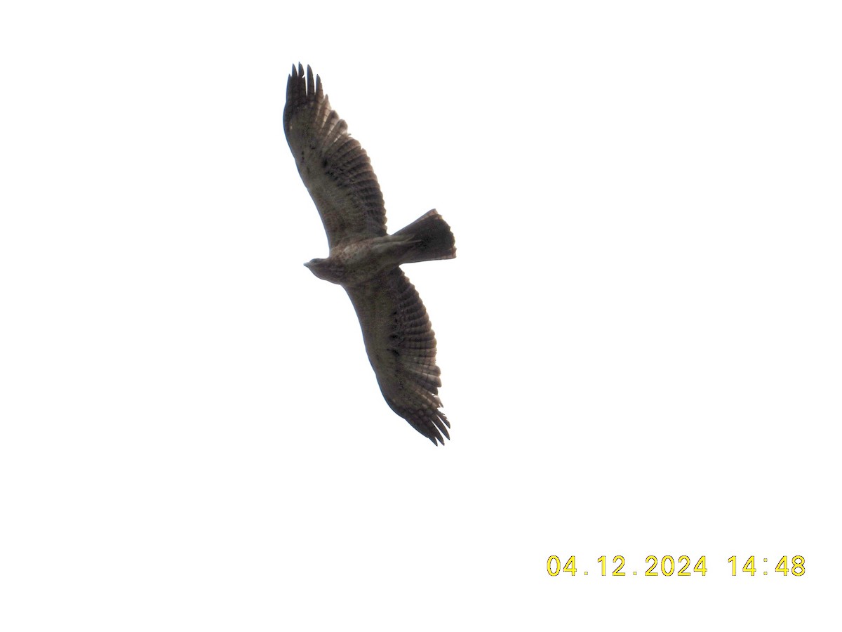 Bonelli arranoa - ML640902215