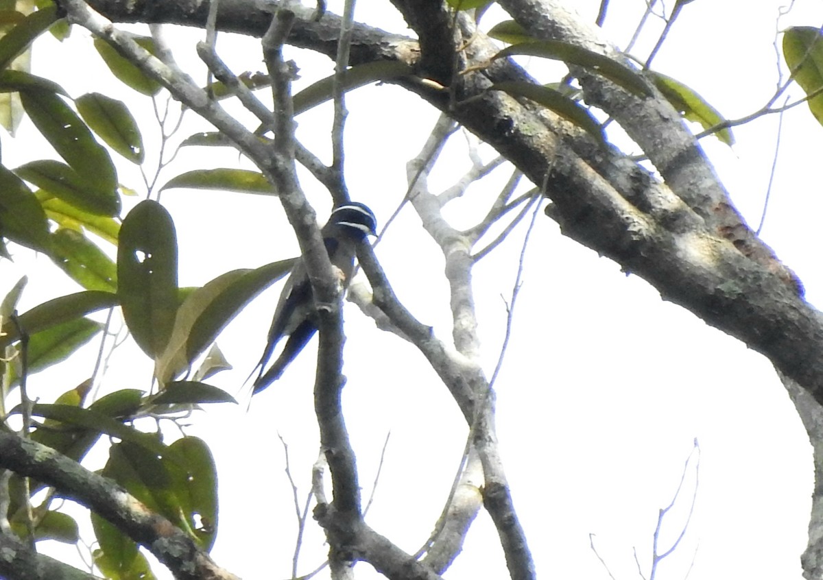 Whiskered Treeswift - ML640902217