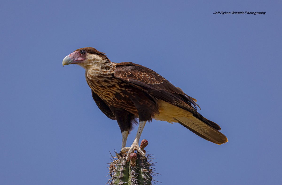 Crested Caracara - ML640902219