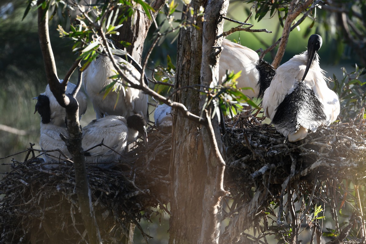 Australian Ibis - ML640902222