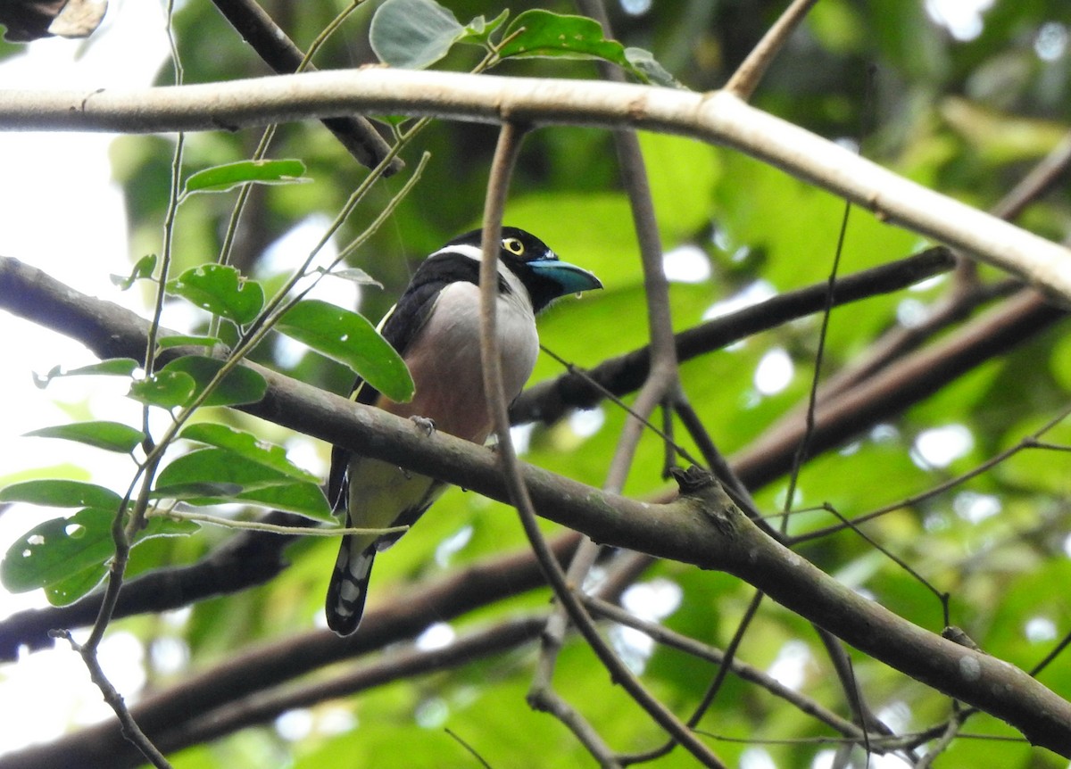 Black-and-yellow Broadbill - ML640902228