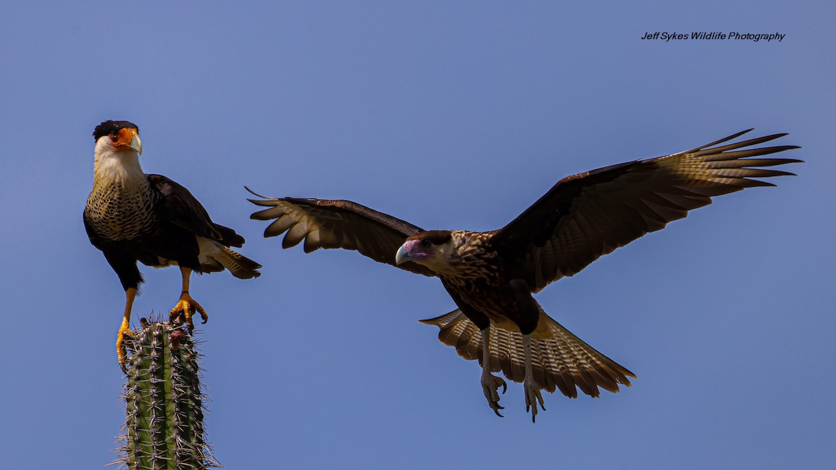 Crested Caracara - ML640902229