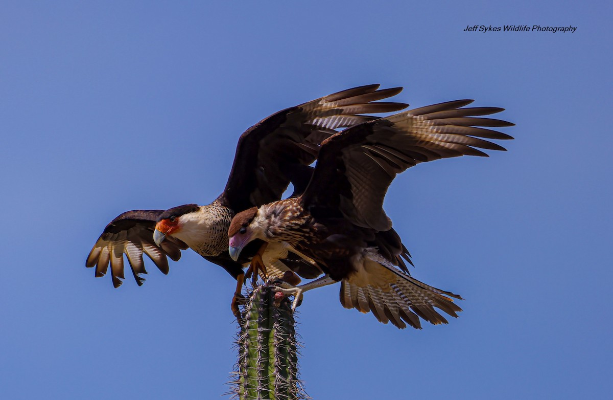 Crested Caracara - ML640902230