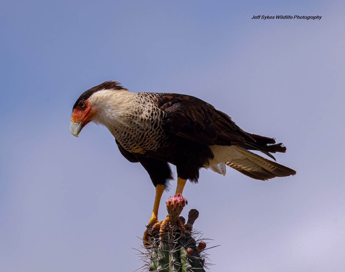 Crested Caracara - ML640902231