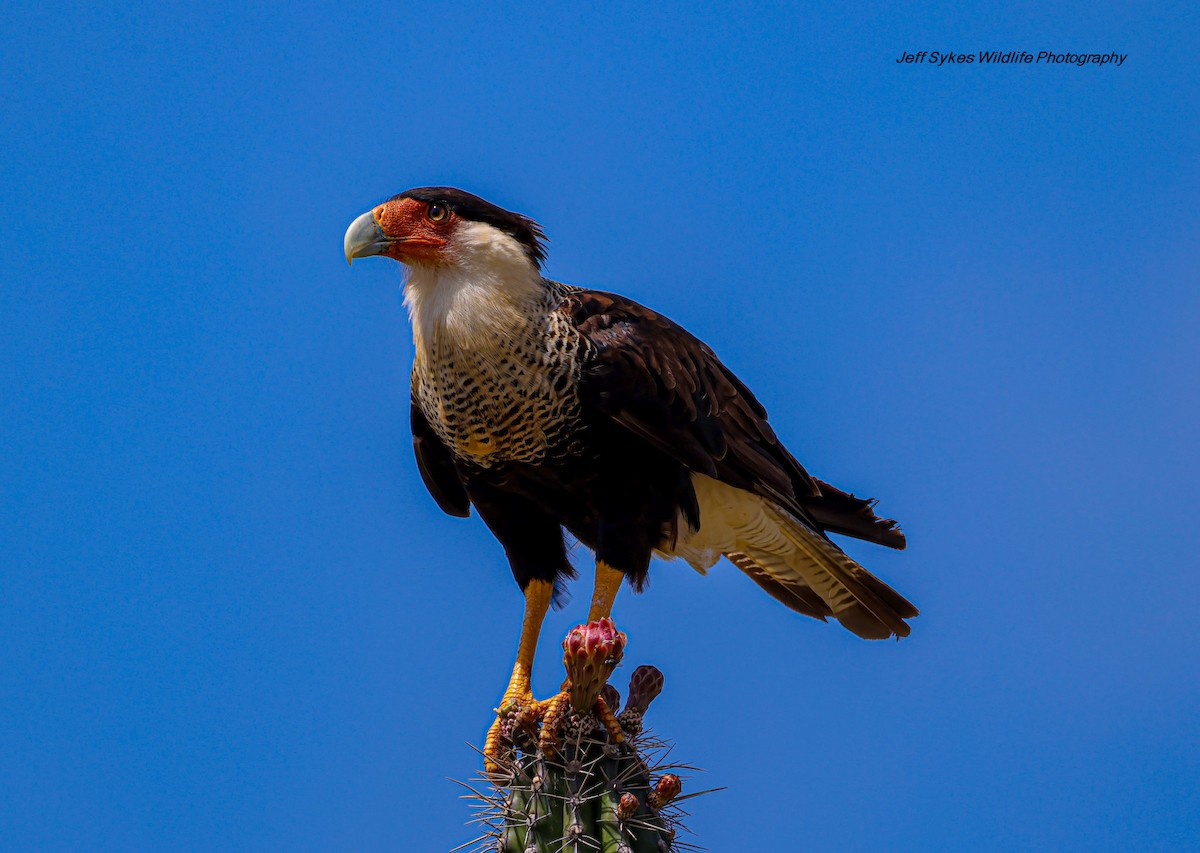 Crested Caracara - ML640902232