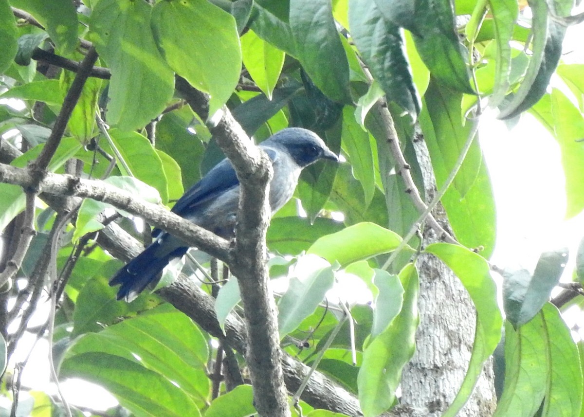 Lesser Cuckooshrike - ML640902234