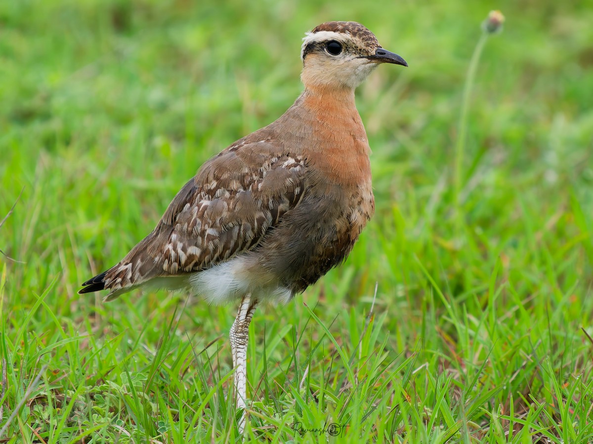 Indian Courser - ML640902302