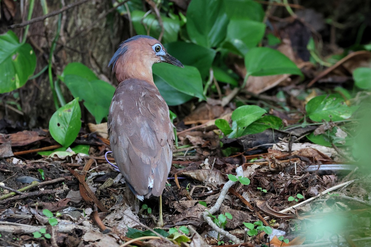 Malayan Night Heron - ML640902349