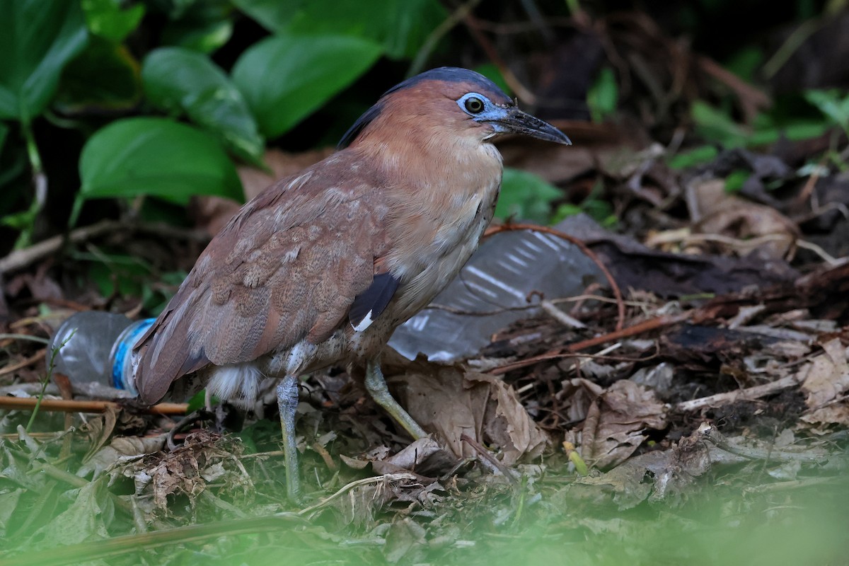 Malayan Night Heron - ML640902350