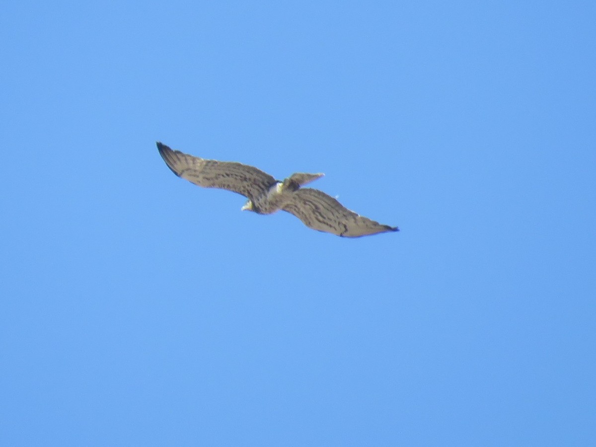 Short-toed Snake-Eagle - ML640902379