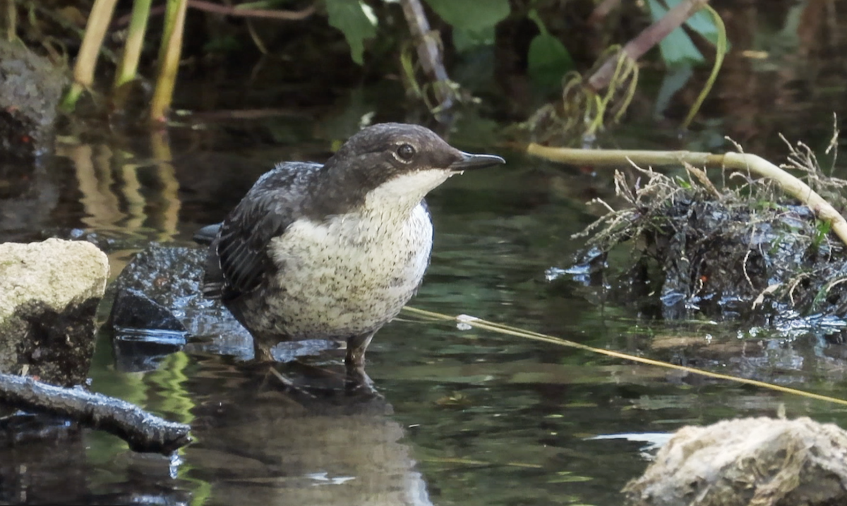 White-throated Dipper - ML640902384