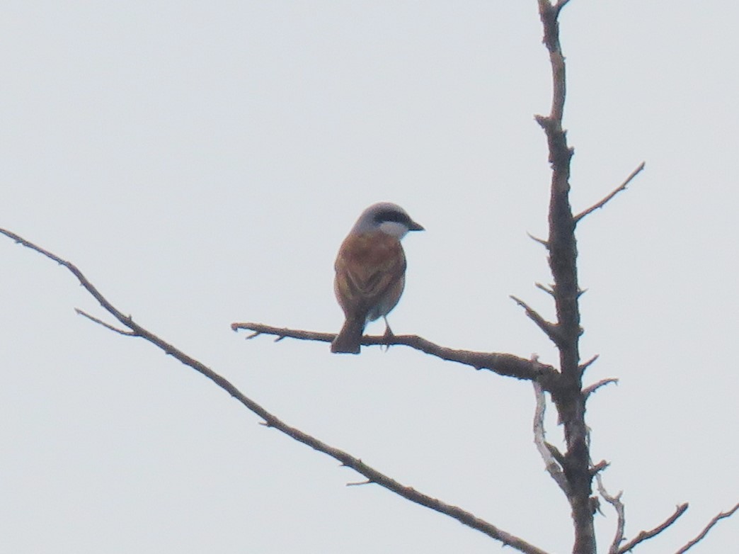 Red-backed Shrike - ML640902386