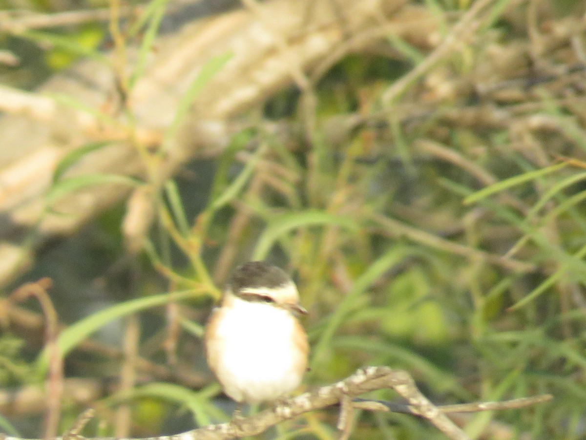 Masked Shrike - ML640902397