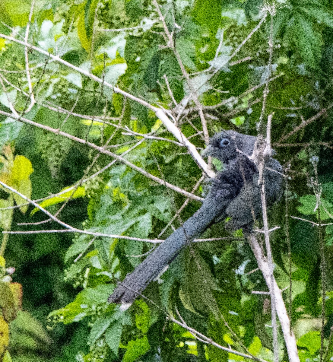 Blue-faced Malkoha - ML640902427