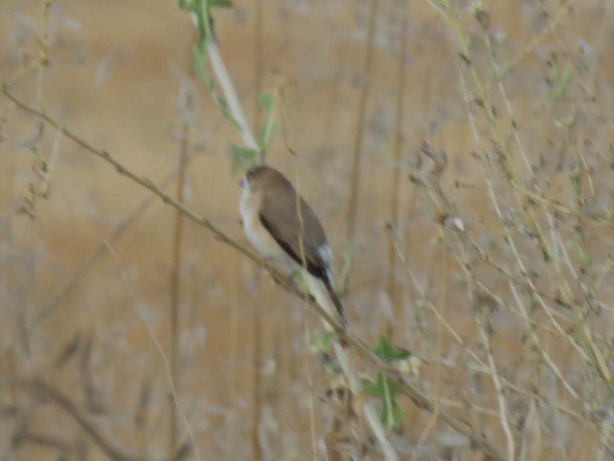 Indian Silverbill - ML640902429