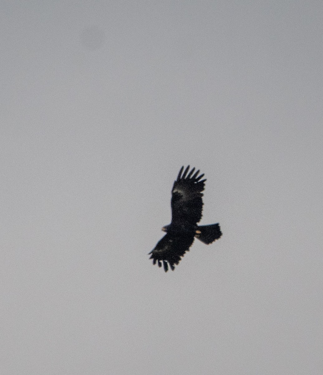 Black Eagle - ML640902433