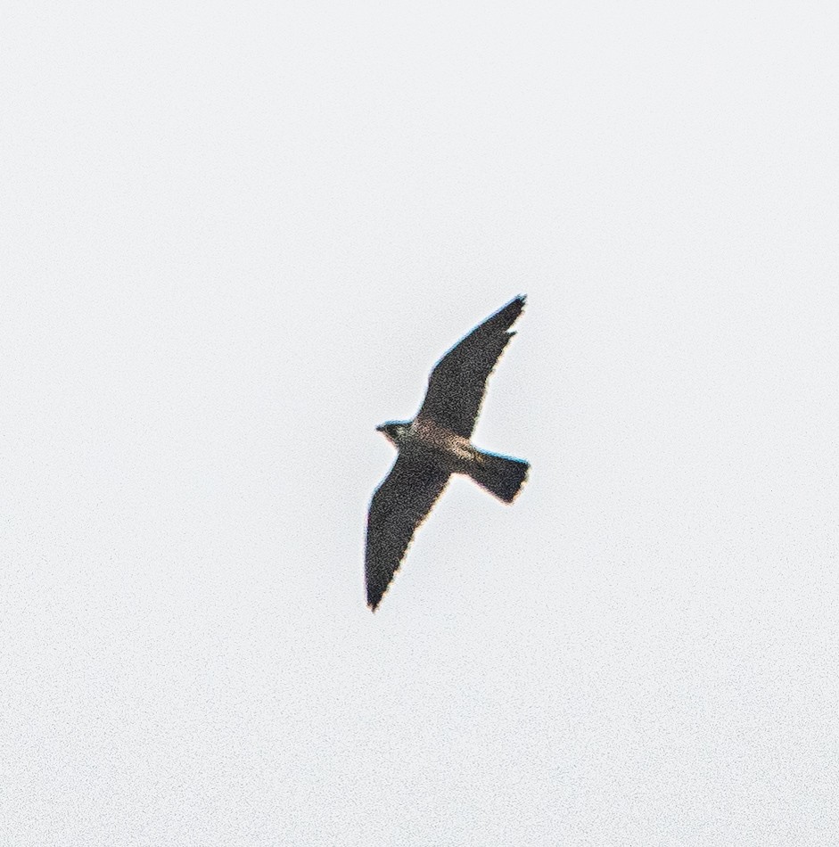 Эгэл шонхор - ML640902438